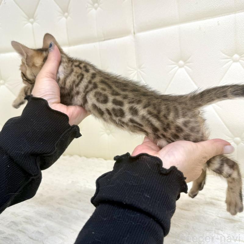 販売中の鹿児島県のベンガル-139761の15枚目
