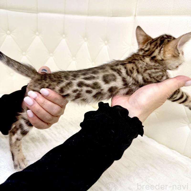 販売中の鹿児島県のベンガル-139761の14枚目