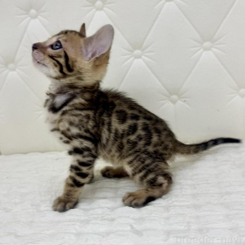 販売中の鹿児島県のベンガル-139761の13枚目