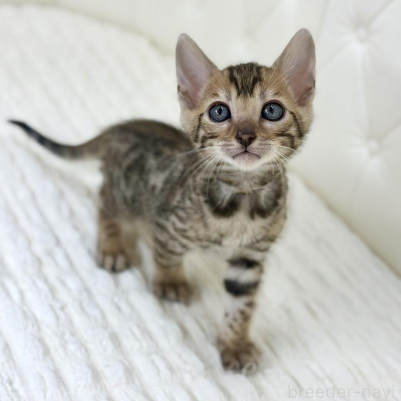 販売中の鹿児島県のベンガル-139761の12枚目