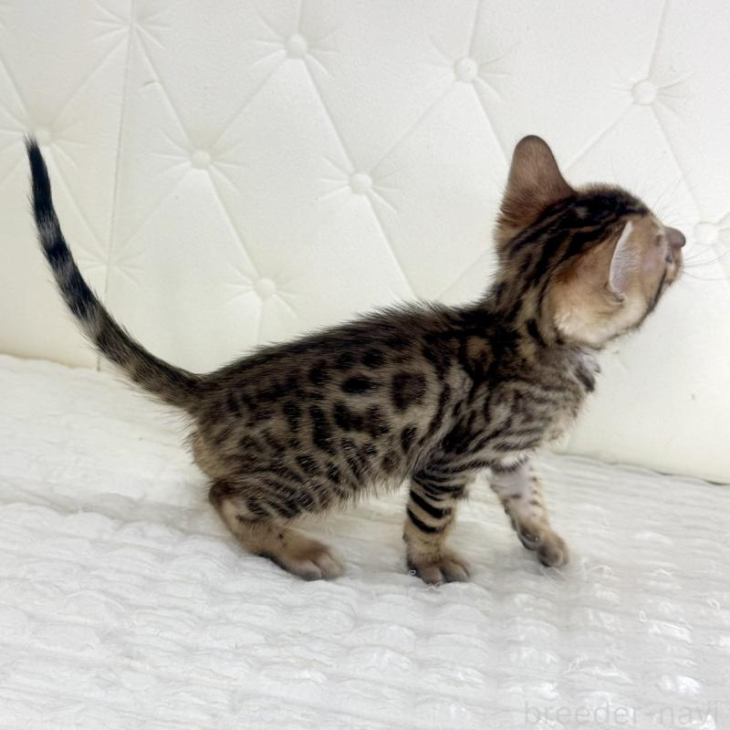 販売中の鹿児島県のベンガル-139761の11枚目