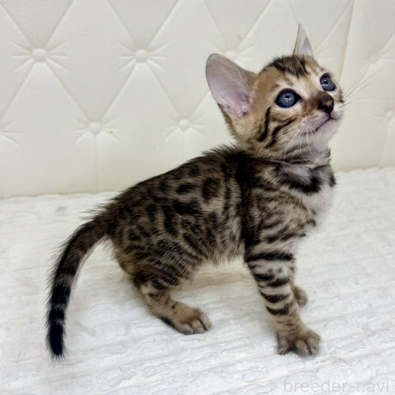 販売中の鹿児島県のベンガル-139761の10枚目