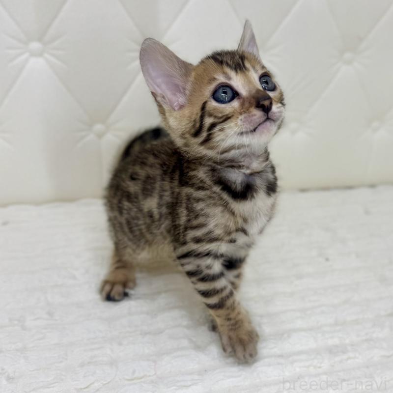 販売中の鹿児島県のベンガル-139761の9枚目