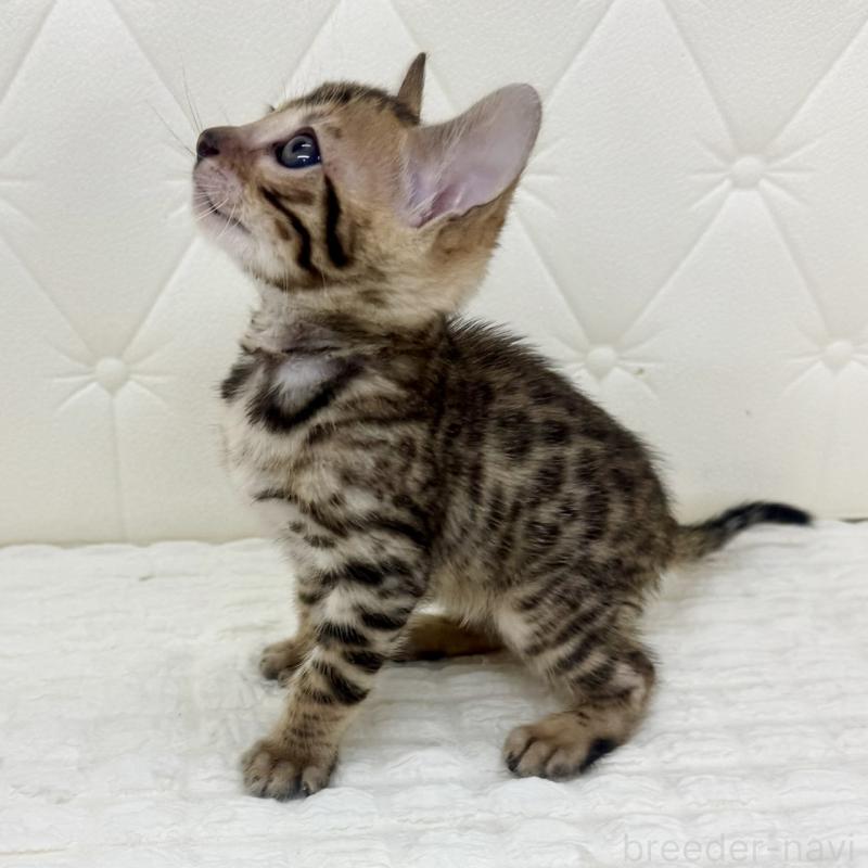 販売中の鹿児島県のベンガル-139761の8枚目