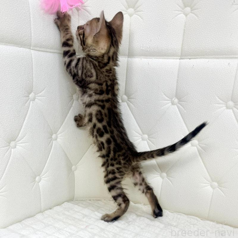 販売中の鹿児島県のベンガル-139761の7枚目