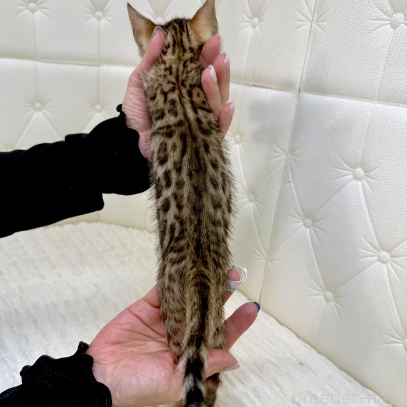 販売中の鹿児島県のベンガル-139761の6枚目