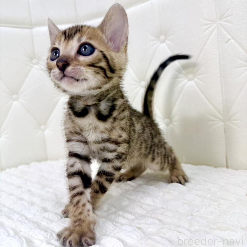 販売中の鹿児島県のベンガル-139761の5枚目