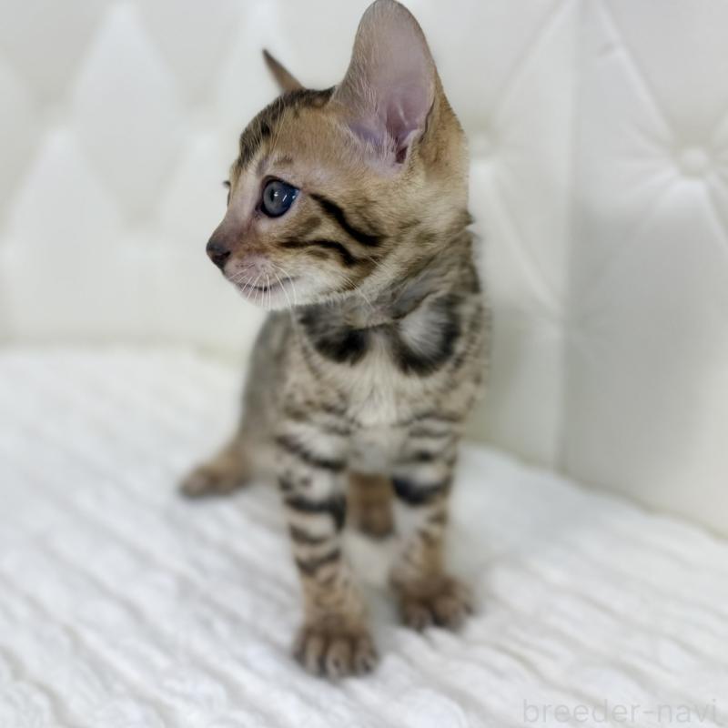 販売中の鹿児島県のベンガル-139761の3枚目