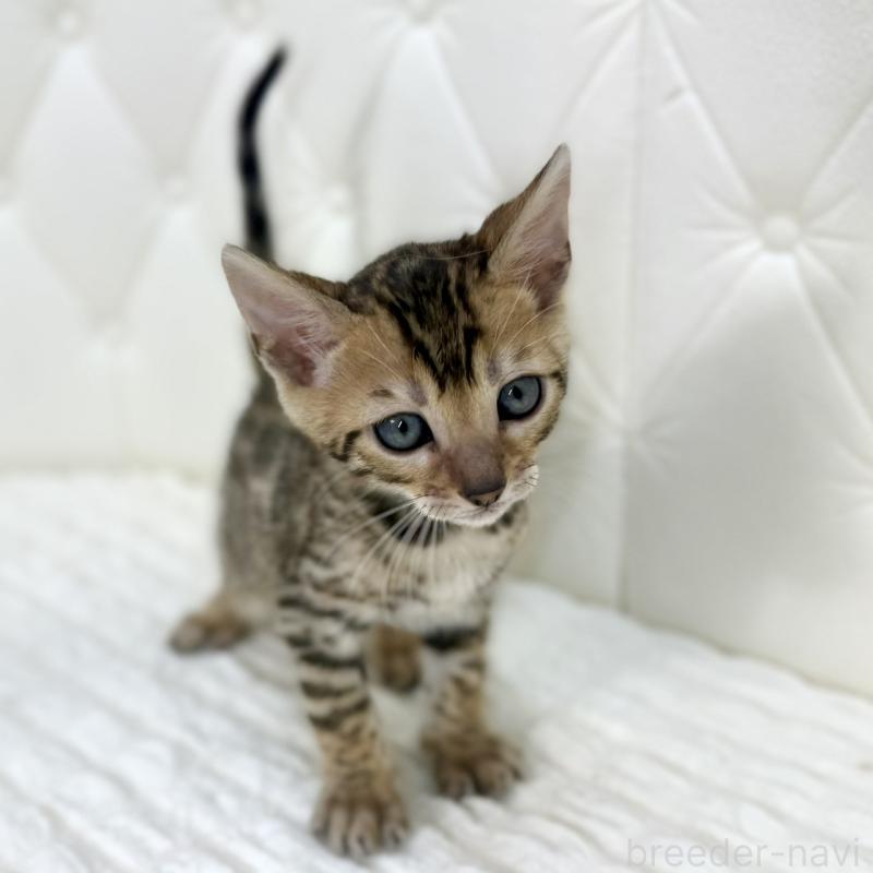 販売中の鹿児島県のベンガル-139761の2枚目