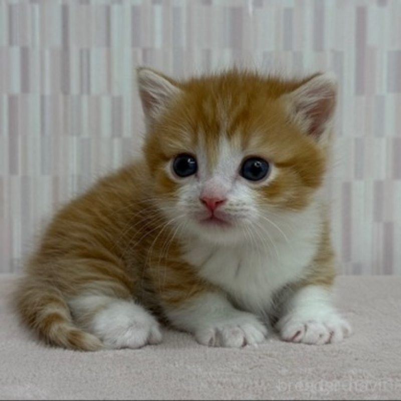 販売中の千葉県のマンチカン(短足)-139763の2枚目