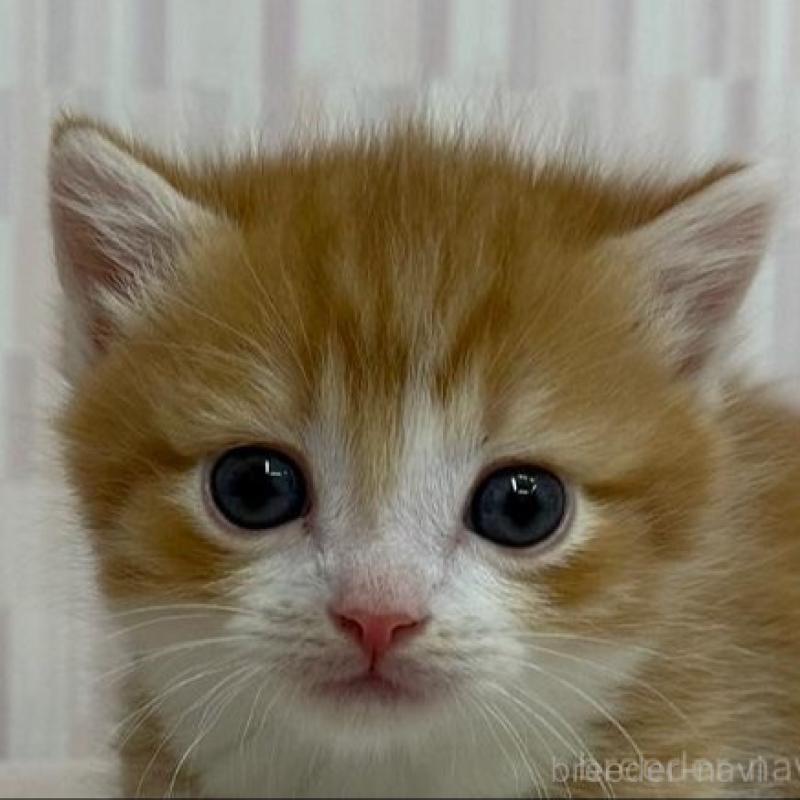 販売中の千葉県のマンチカン(短足)-139763の1枚目