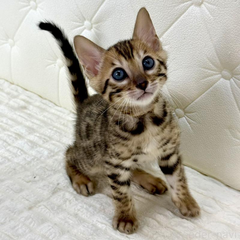 販売中の鹿児島県のベンガル-139762