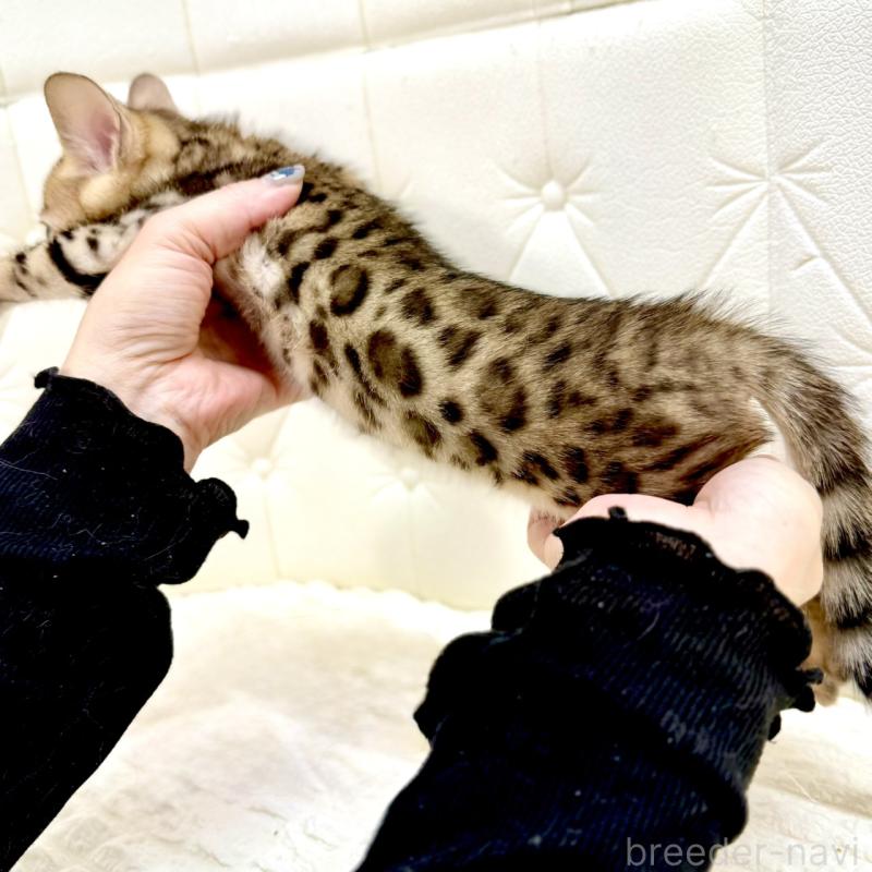 販売中の鹿児島県のベンガル-139762の15枚目