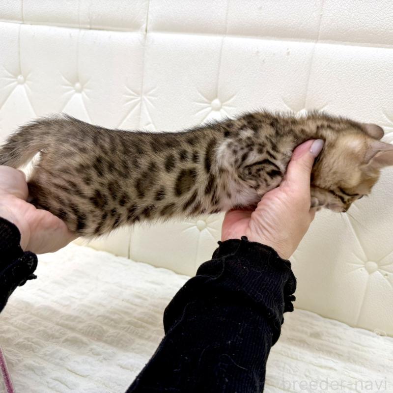 販売中の鹿児島県のベンガル-139762の14枚目