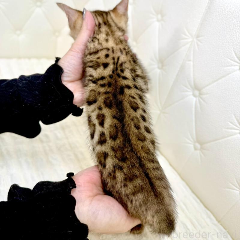 販売中の鹿児島県のベンガル-139762の13枚目