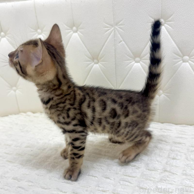 販売中の鹿児島県のベンガル-139762の12枚目