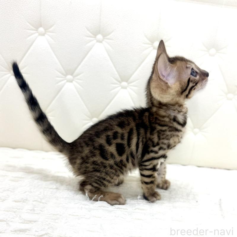 販売中の鹿児島県のベンガル-139762の11枚目