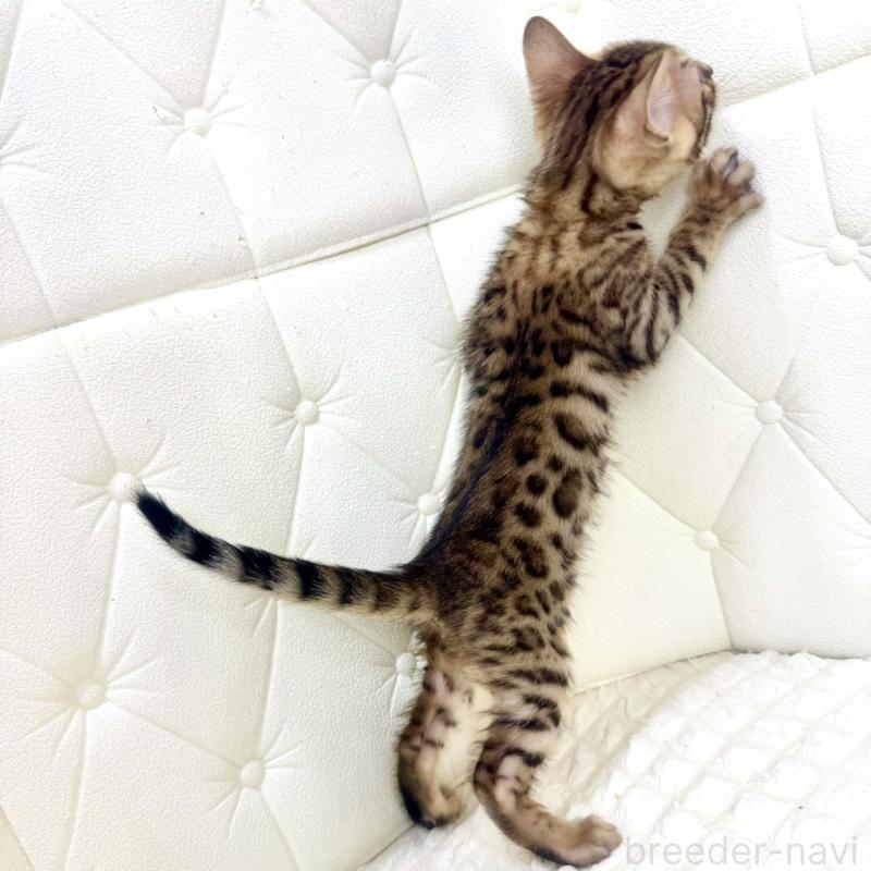 販売中の鹿児島県のベンガル-139762の10枚目