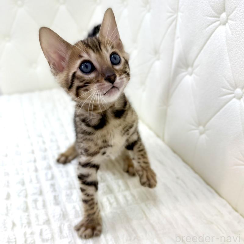 販売中の鹿児島県のベンガル-139762の9枚目