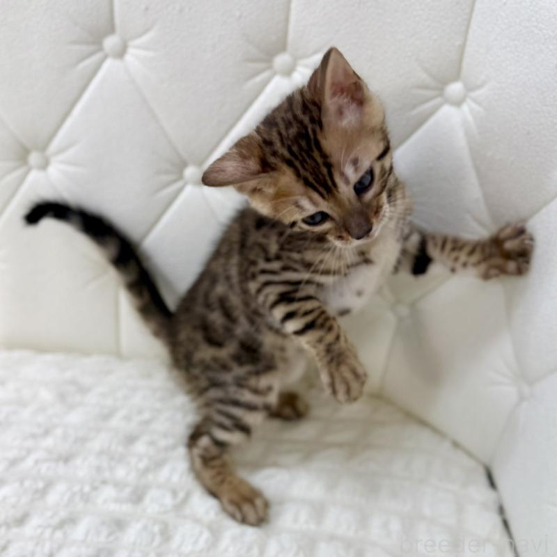 販売中の鹿児島県のベンガル-139762の8枚目