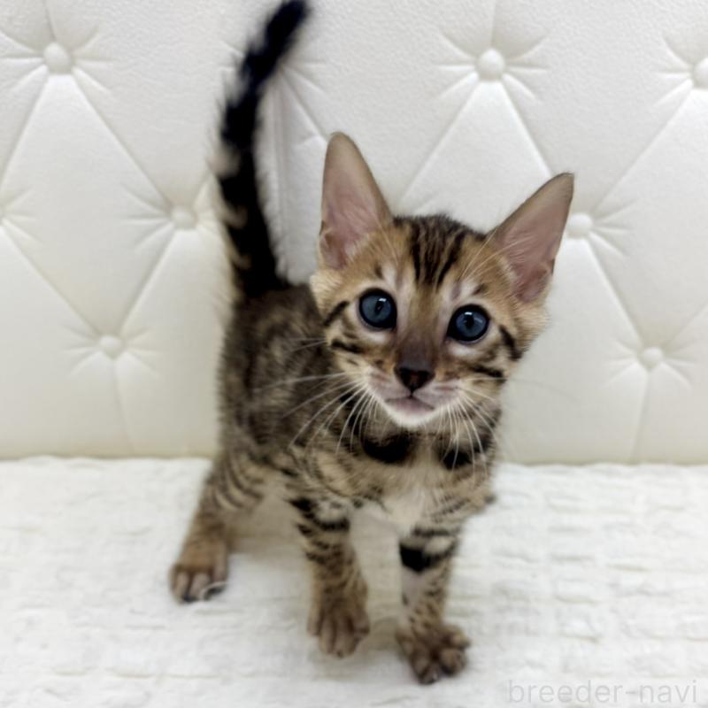 販売中の鹿児島県のベンガル-139762の6枚目