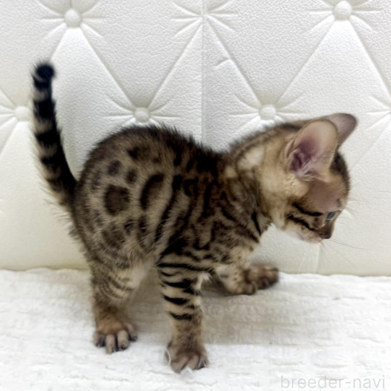 販売中の鹿児島県のベンガル-139762の5枚目