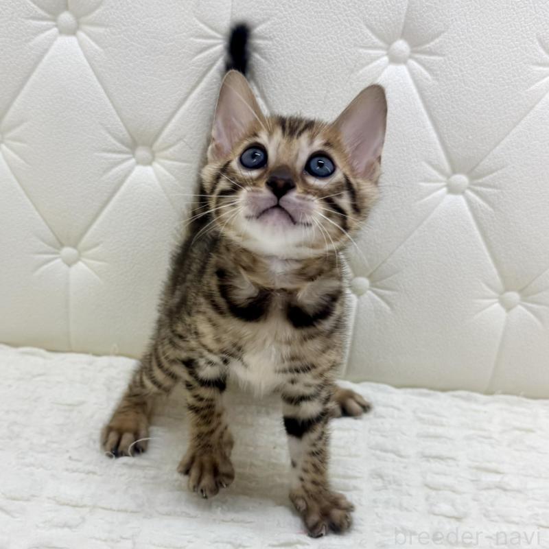 販売中の鹿児島県のベンガル-139762の4枚目