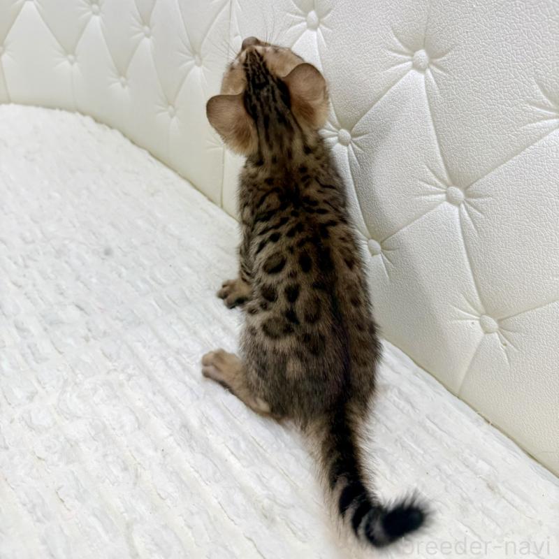 販売中の鹿児島県のベンガル-139762の3枚目