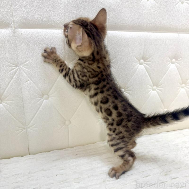 販売中の鹿児島県のベンガル-139762の2枚目