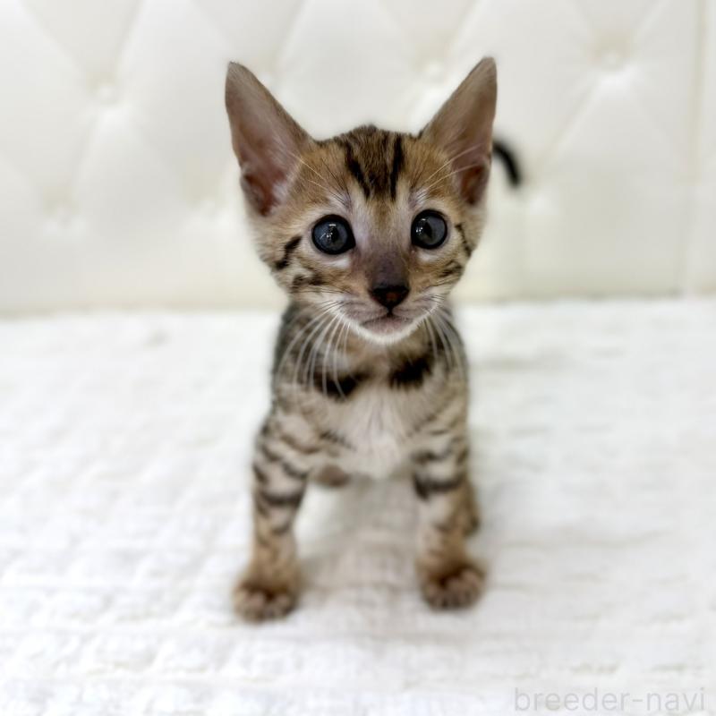 販売中の鹿児島県のベンガル-139765