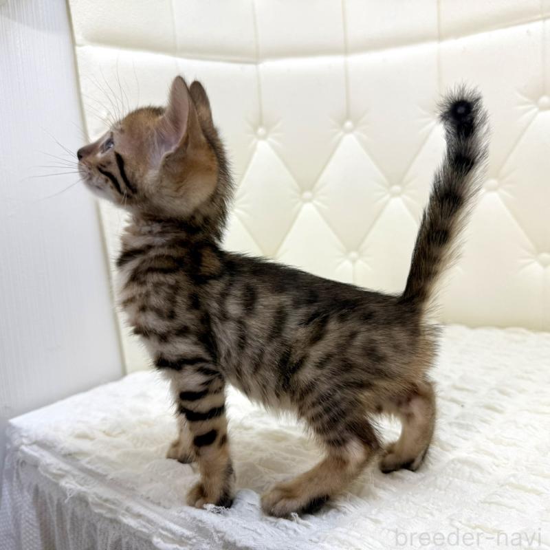 販売中の鹿児島県のベンガル-139765の15枚目