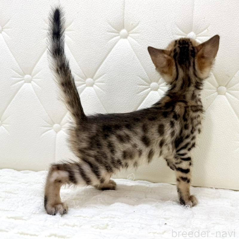 販売中の鹿児島県のベンガル-139765の14枚目