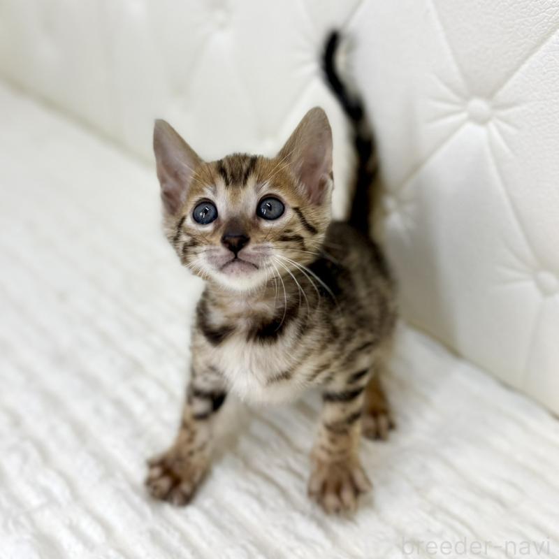 販売中の鹿児島県のベンガル-139765の13枚目