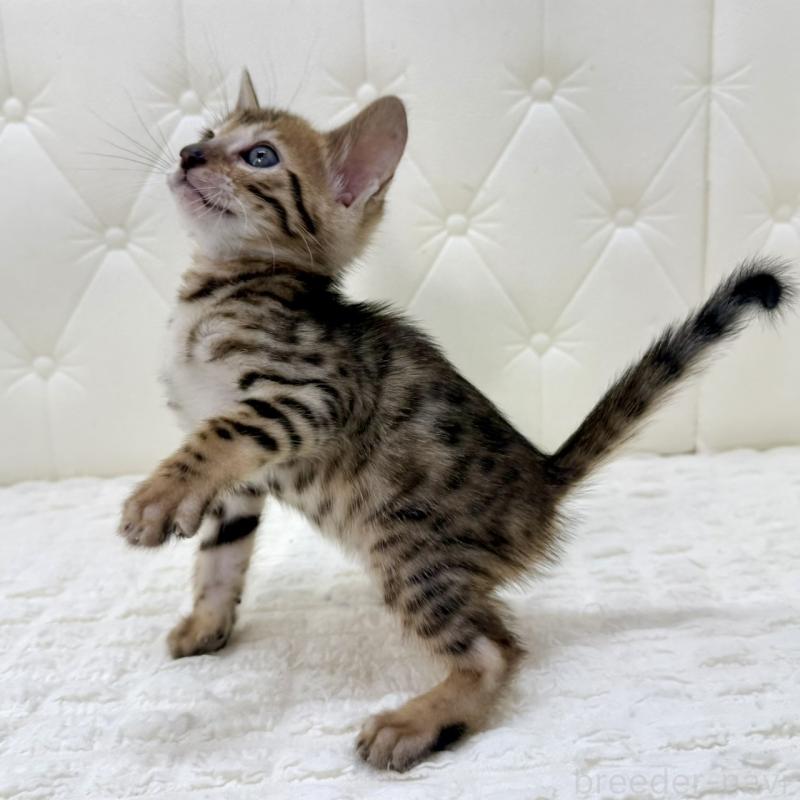 販売中の鹿児島県のベンガル-139765の12枚目