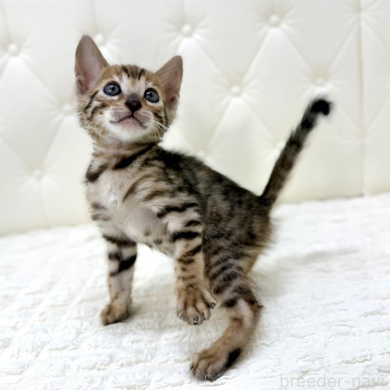 販売中の鹿児島県のベンガル-139765の10枚目