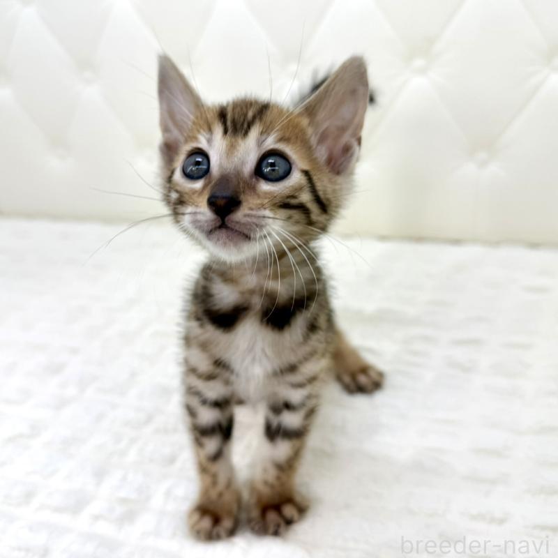 販売中の鹿児島県のベンガル-139765の9枚目