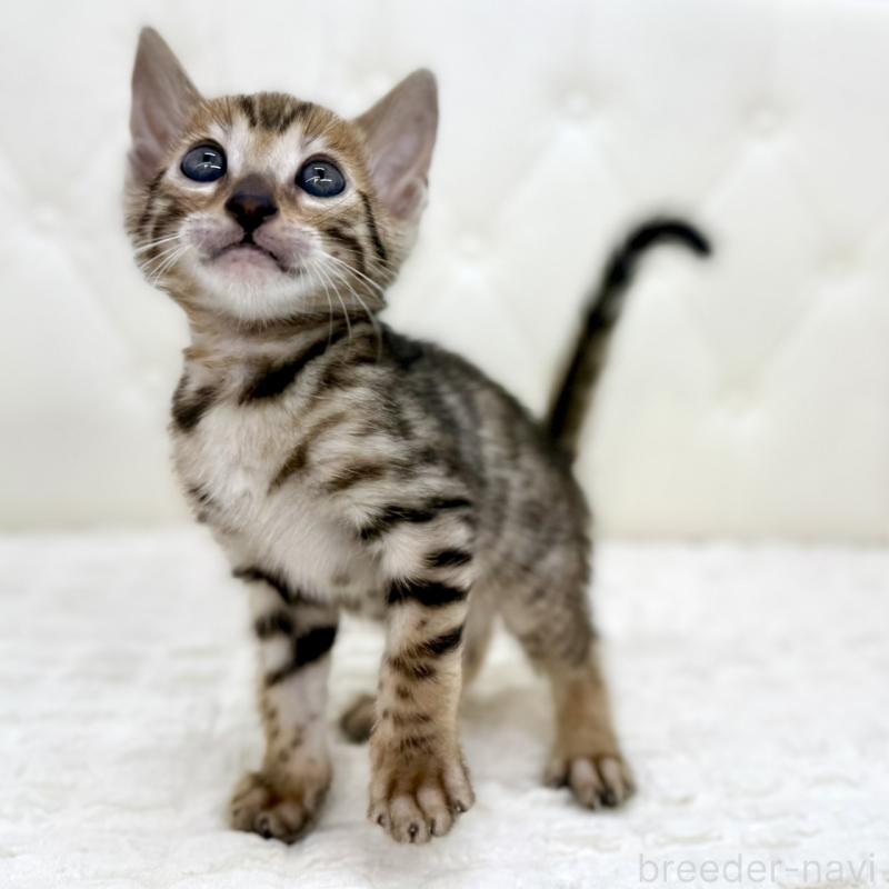 販売中の鹿児島県のベンガル-139765の8枚目