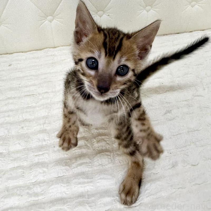 販売中の鹿児島県のベンガル-139765の6枚目