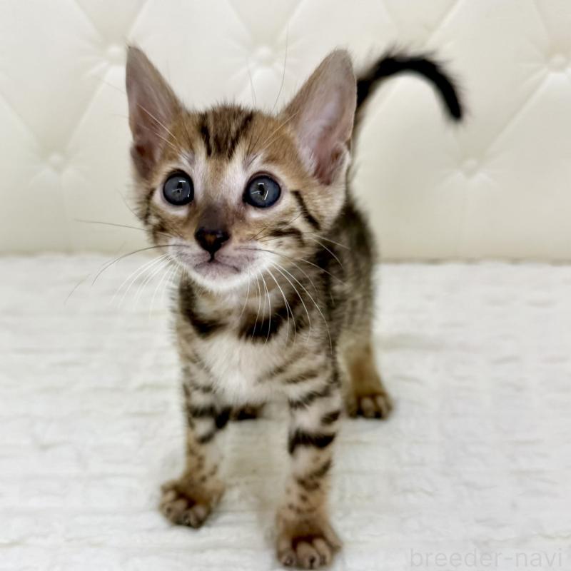 販売中の鹿児島県のベンガル-139765の7枚目