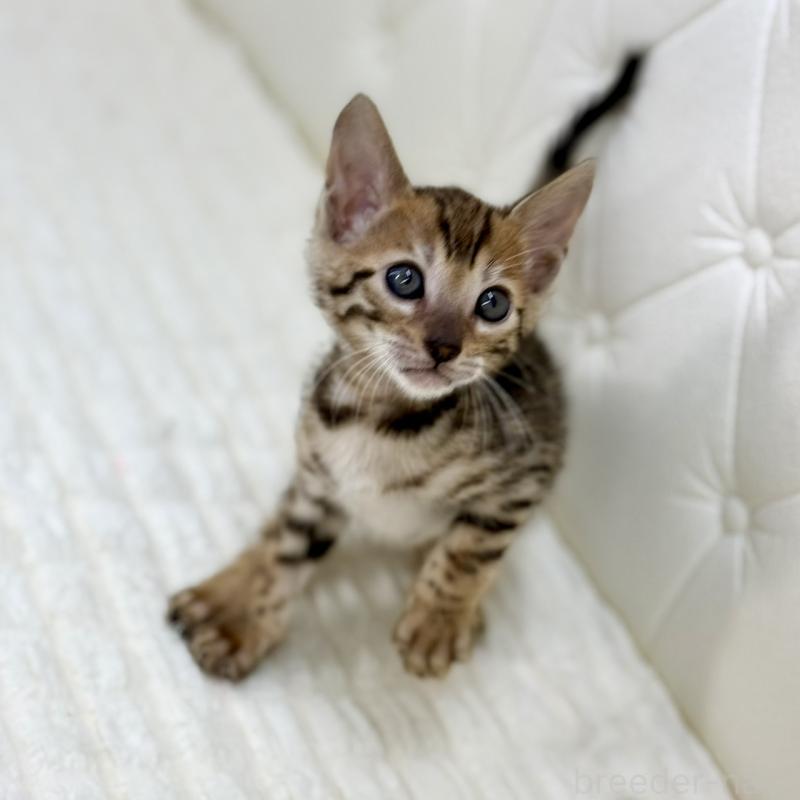 販売中の鹿児島県のベンガル-139765の5枚目