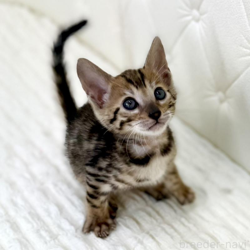 販売中の鹿児島県のベンガル-139765の4枚目