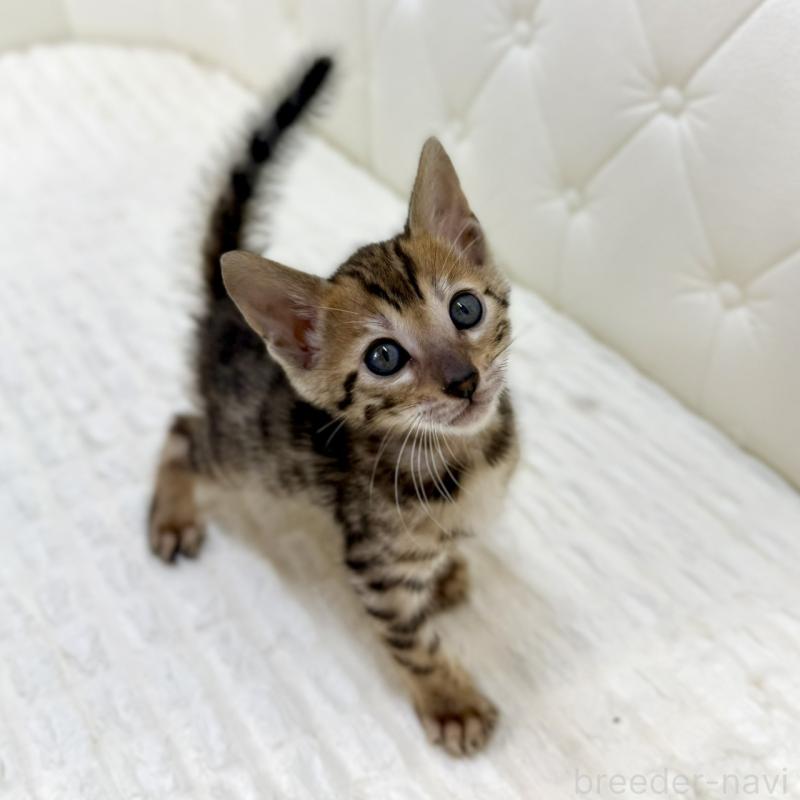 販売中の鹿児島県のベンガル-139765の3枚目