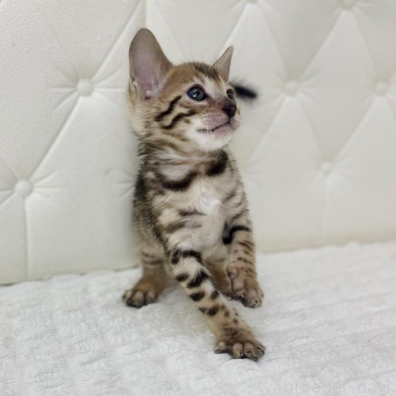 販売中の鹿児島県のベンガル-139765の2枚目