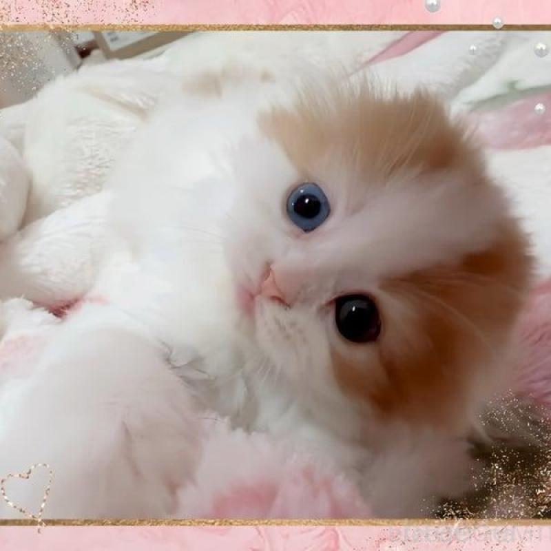 販売中の愛媛県のスコティッシュフォールド(折れ耳)-139767の5枚目