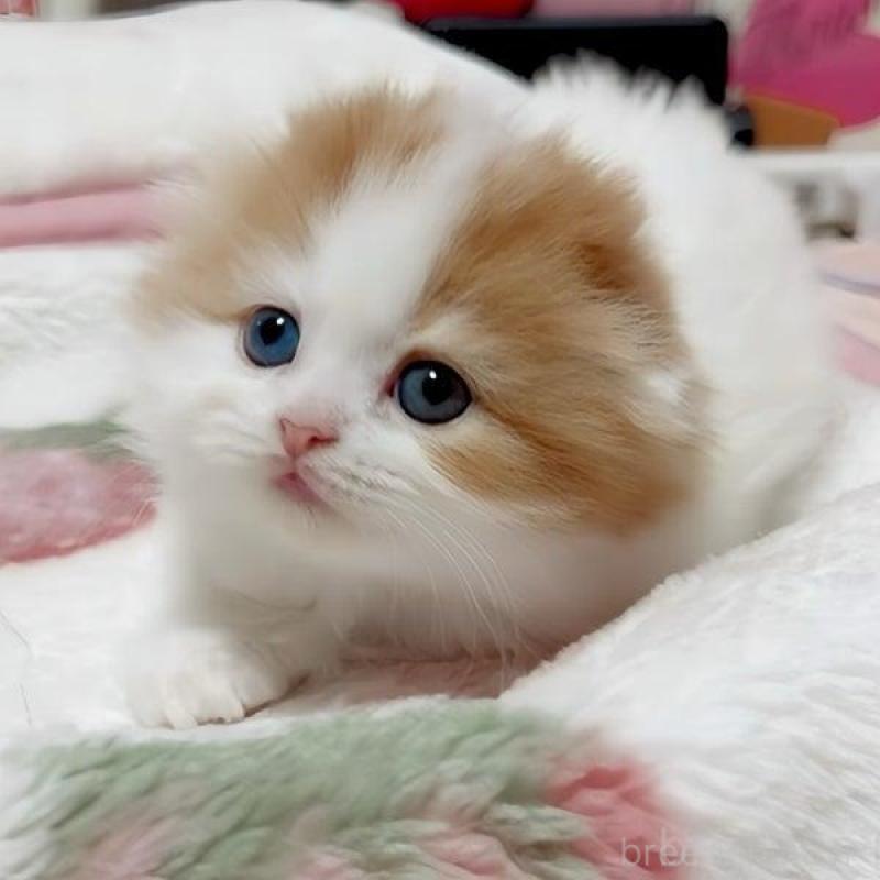 販売中の愛媛県のスコティッシュフォールド(折れ耳)-139767の1枚目