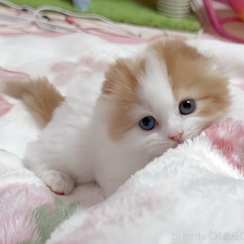 販売中の愛媛県のスコティッシュフォールド(折れ耳)-139767の4枚目