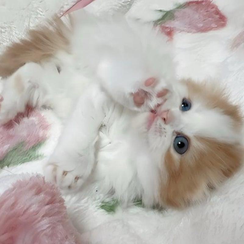 販売中の愛媛県のスコティッシュフォールド(折れ耳)-139767の3枚目