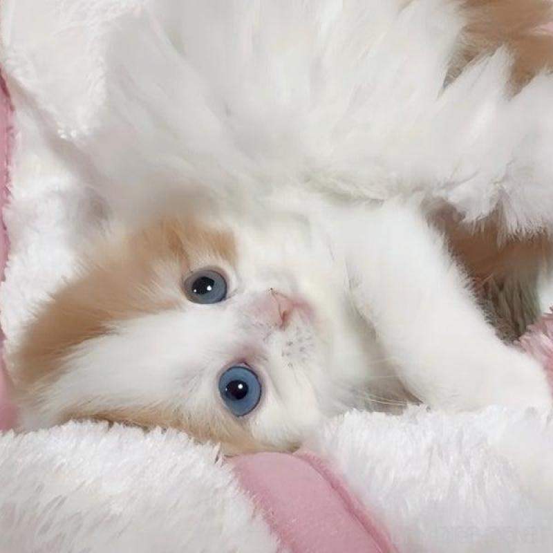 販売中の愛媛県のスコティッシュフォールド(折れ耳)-139767の2枚目