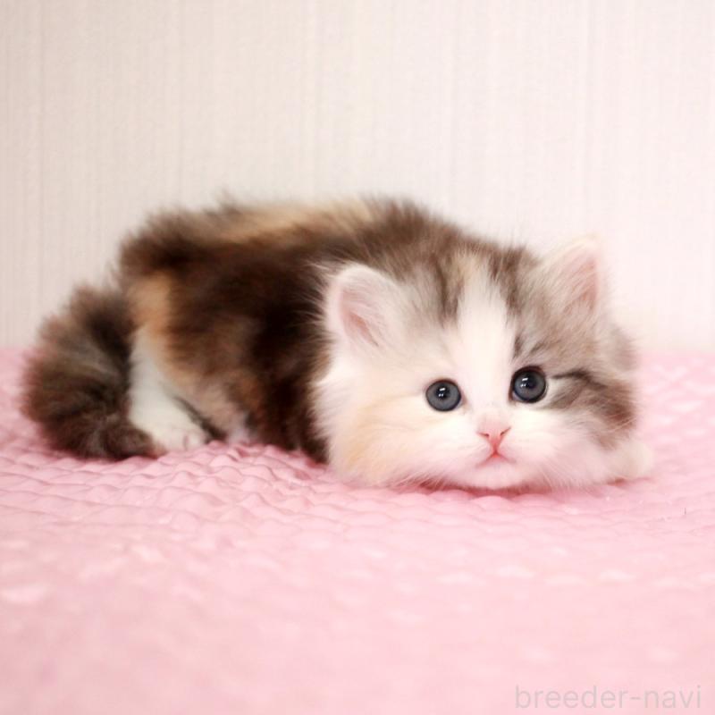 販売中の福岡県のミヌエット-139772の8枚目