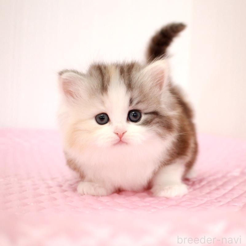 販売中の福岡県のミヌエット-139772の9枚目